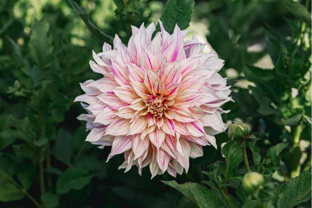 Dahlia 'Cafe au Lait Twist'